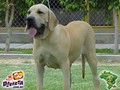 In Memorian - Fila Brasileiro Dourado - Canil singular - Candinha
